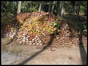 humongous pile of coconut shells