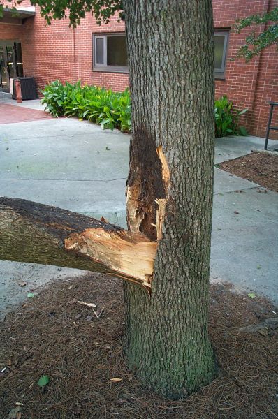 area_II_fallen_tree-060