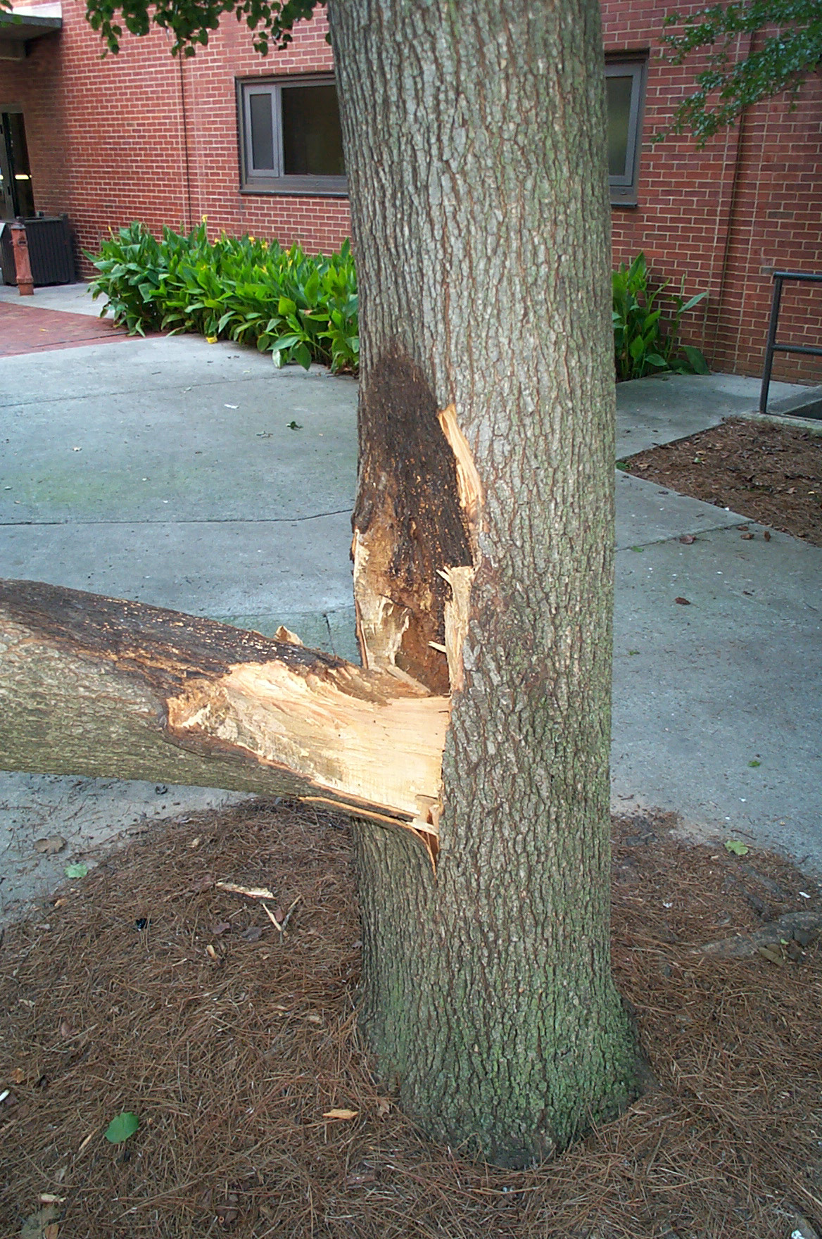 area_II_fallen_tree-061