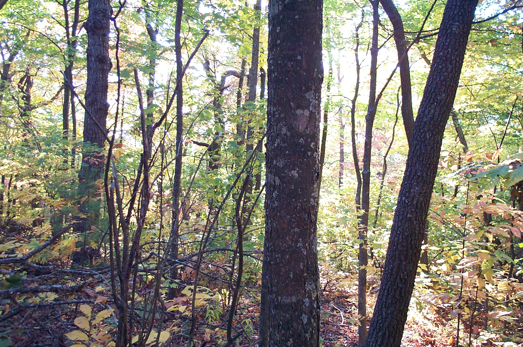 2000 10 15 Amicalola Falls hiking-028