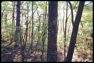 2000 10 15 Amicalola Falls hiking-028