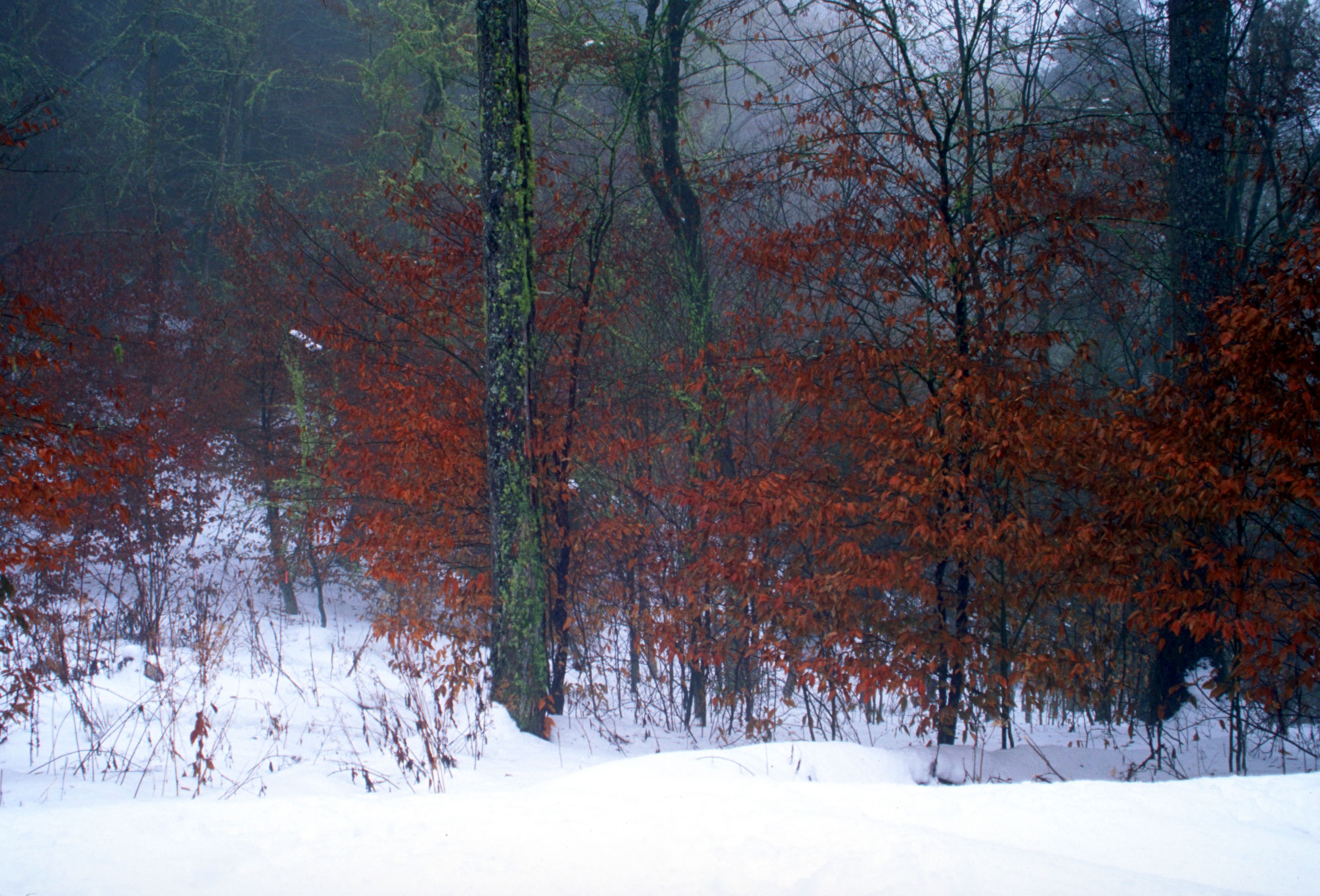 snowscape outside of Peck's Corner shelter