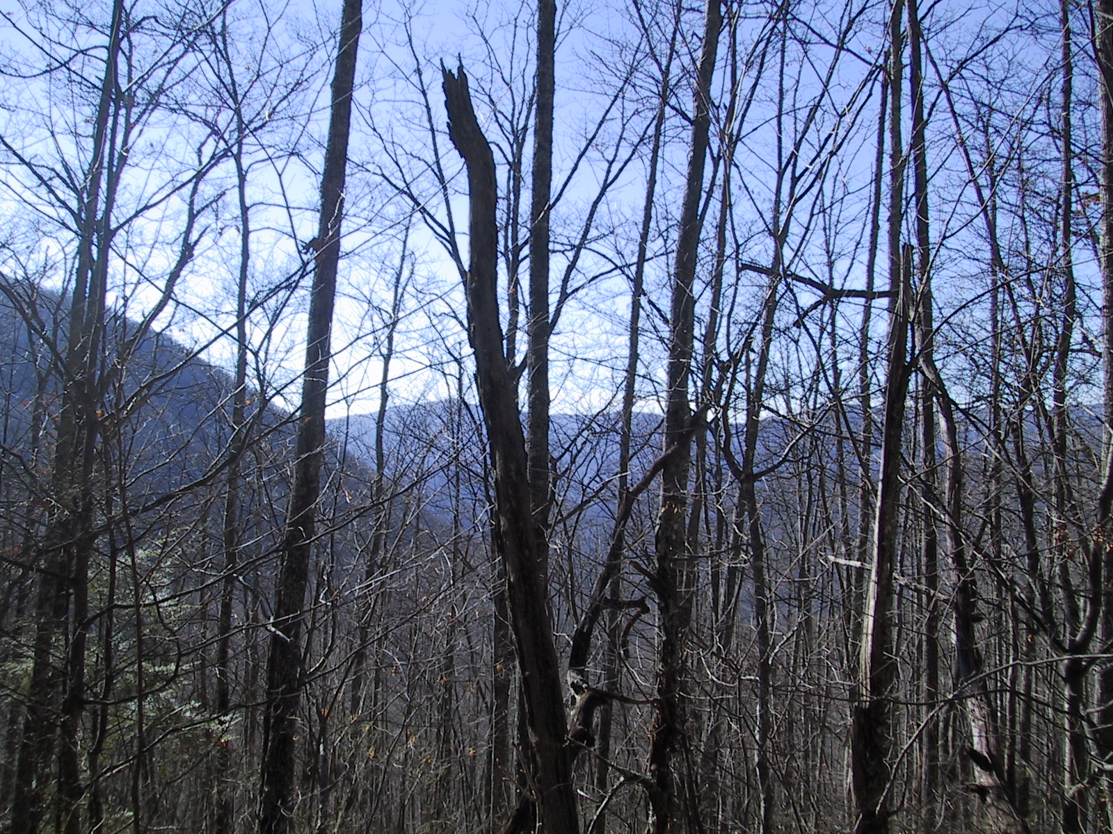 afternoon view of the mountains