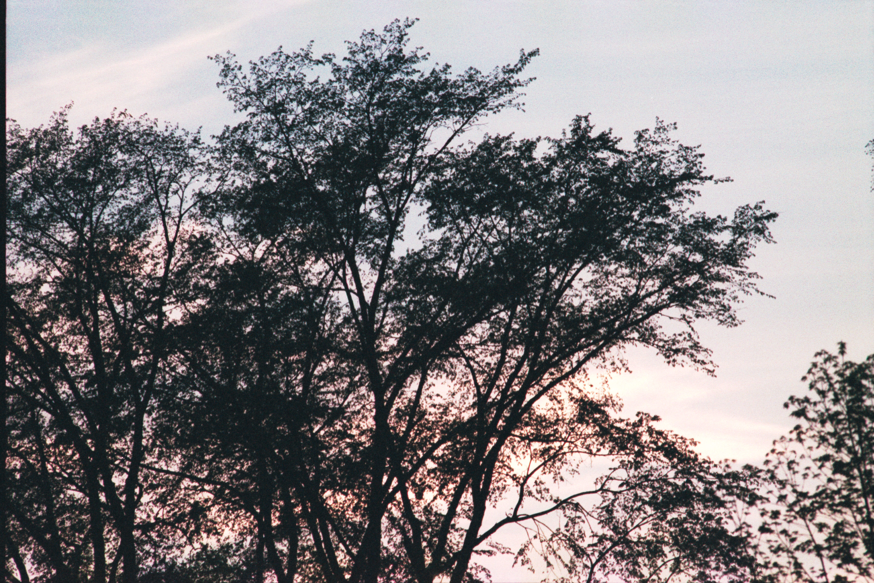 tree-sunset-1