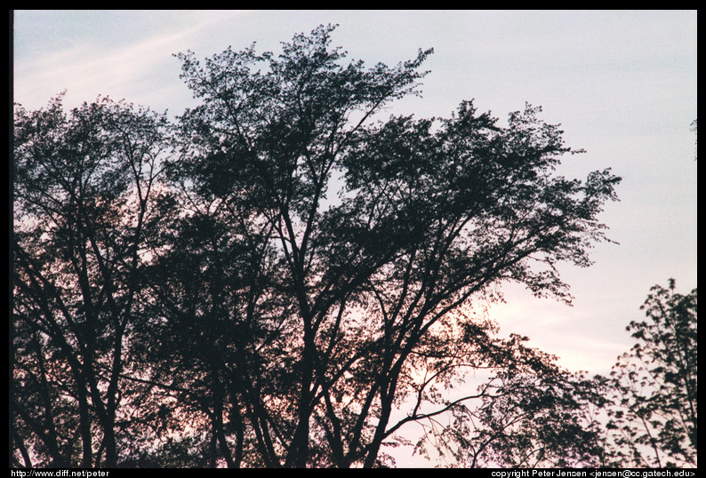 tree-sunset-1