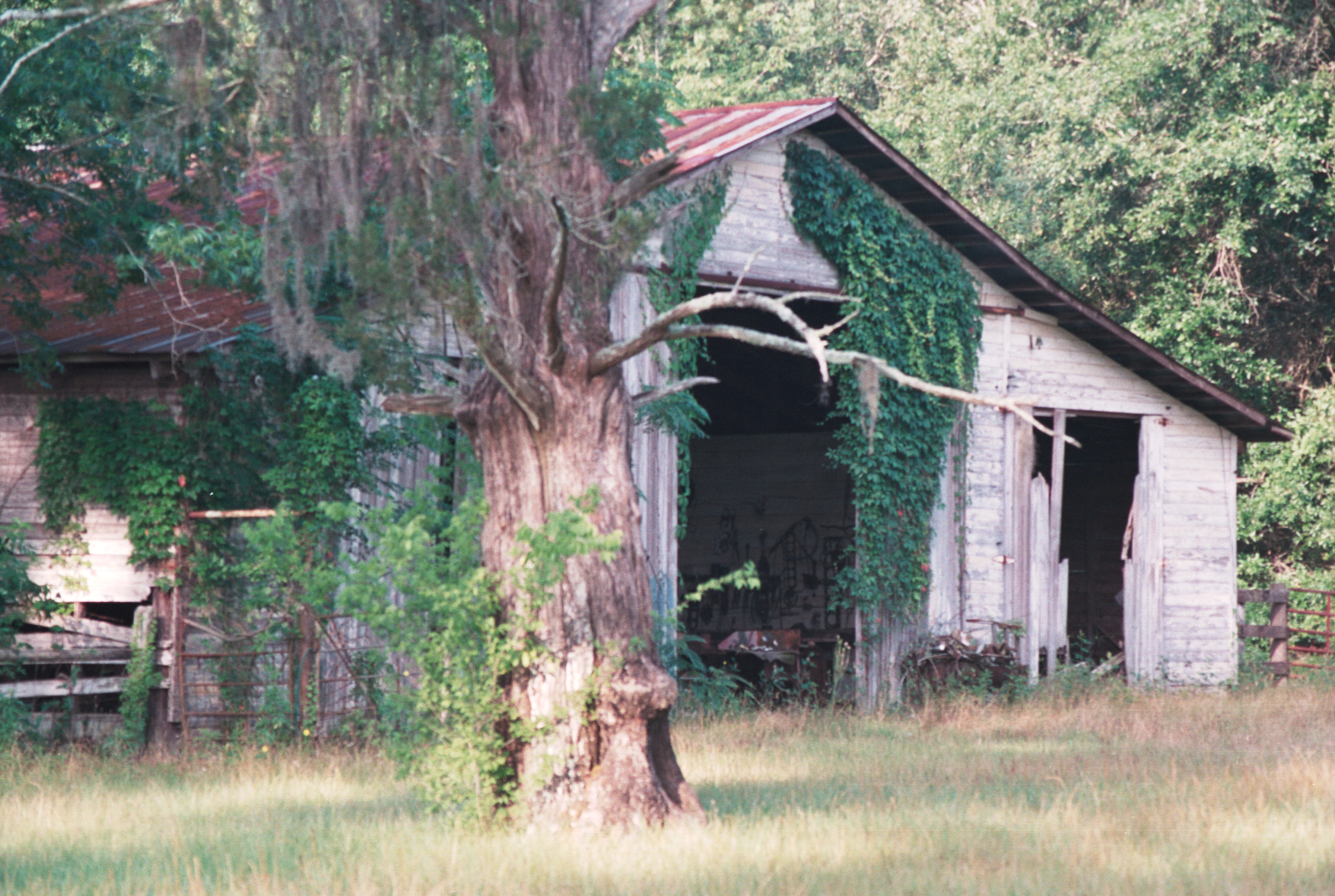 Barn and Tree