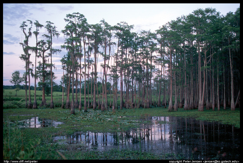 cypress grove 2