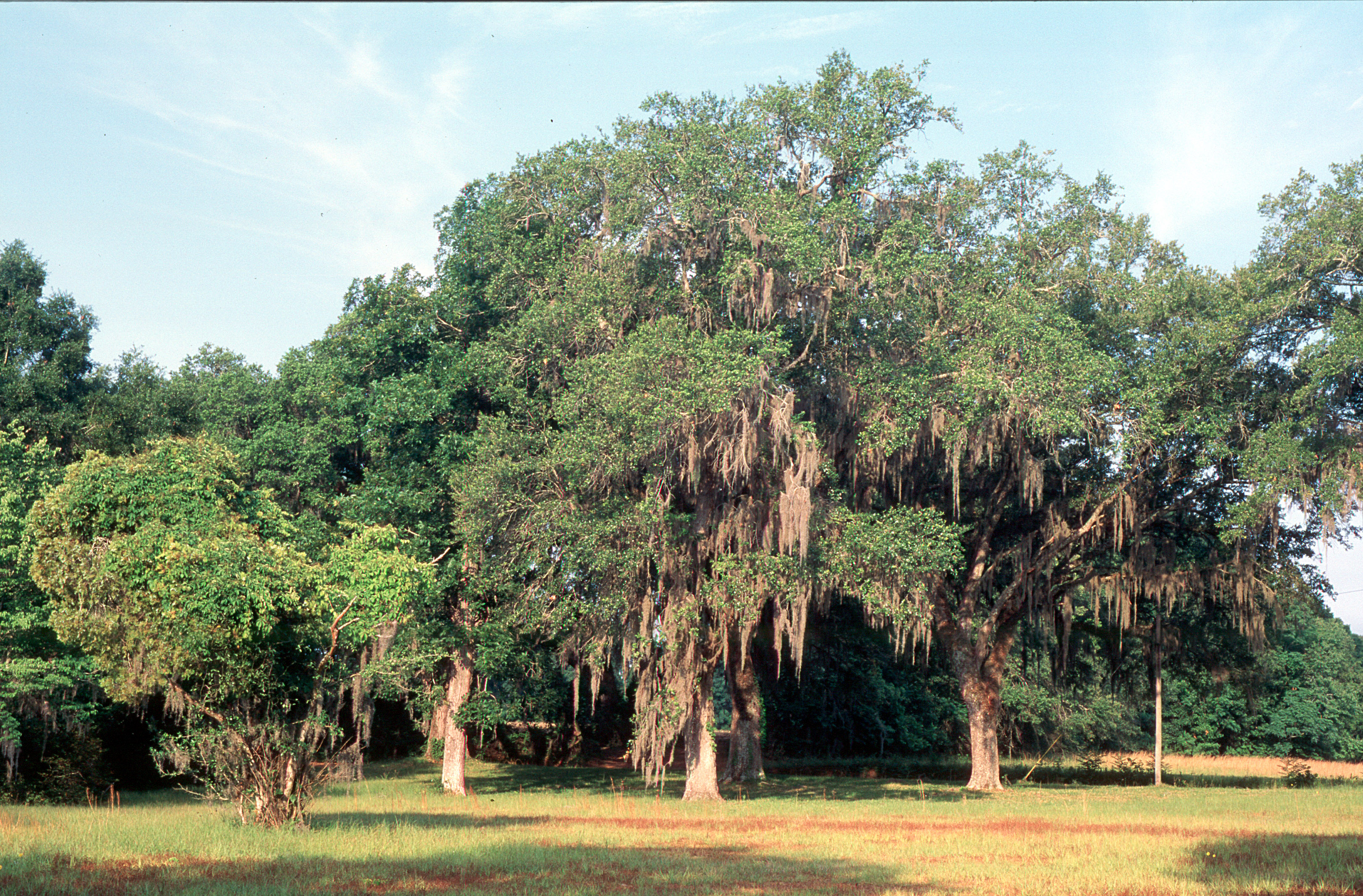 oak trees spanish moss