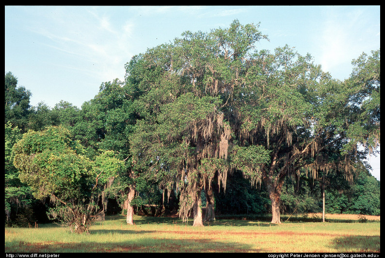 oak trees spanish moss