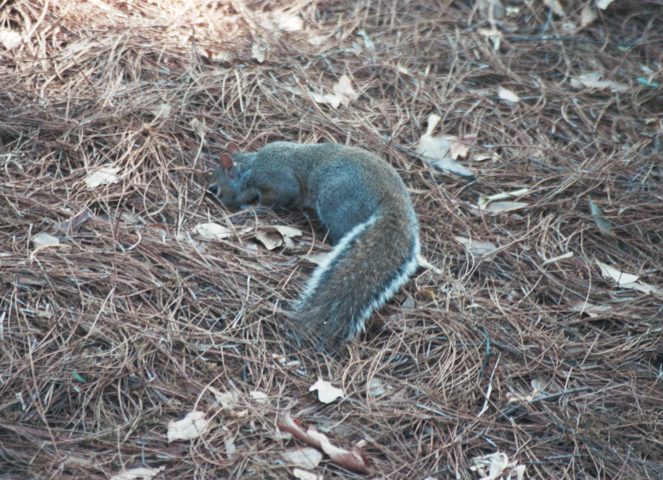 campus squirrel