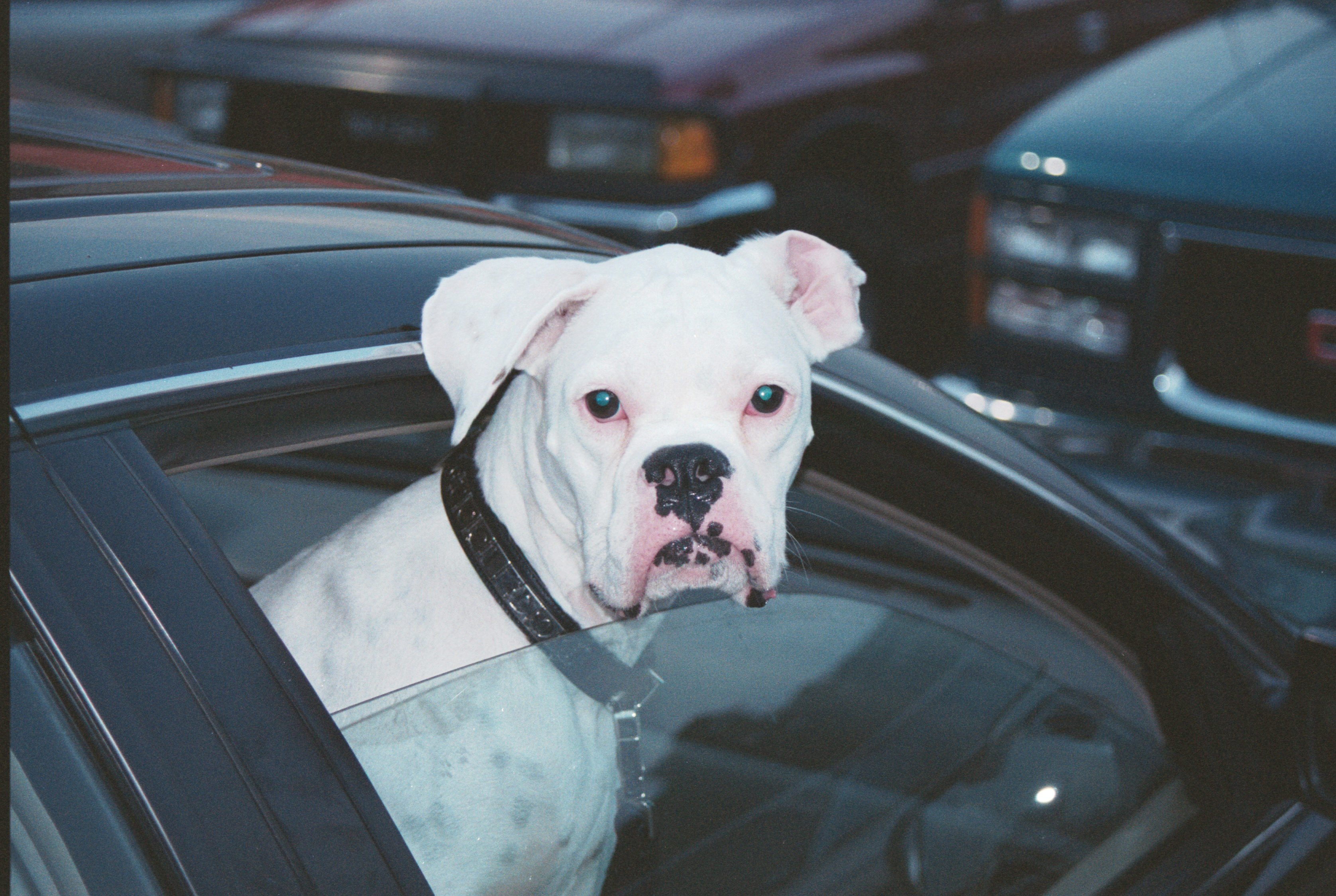 home depot random dog-Tierson repairing his truck-1