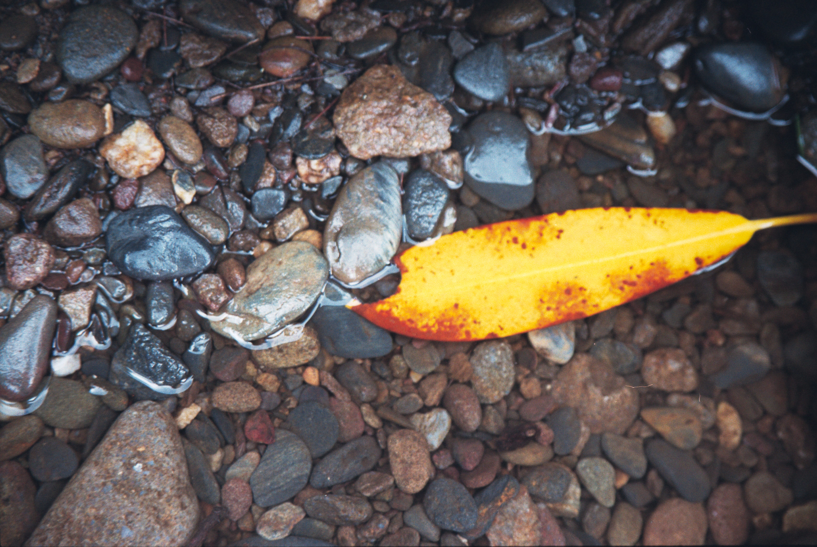 floating leaf