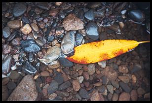 floating leaf