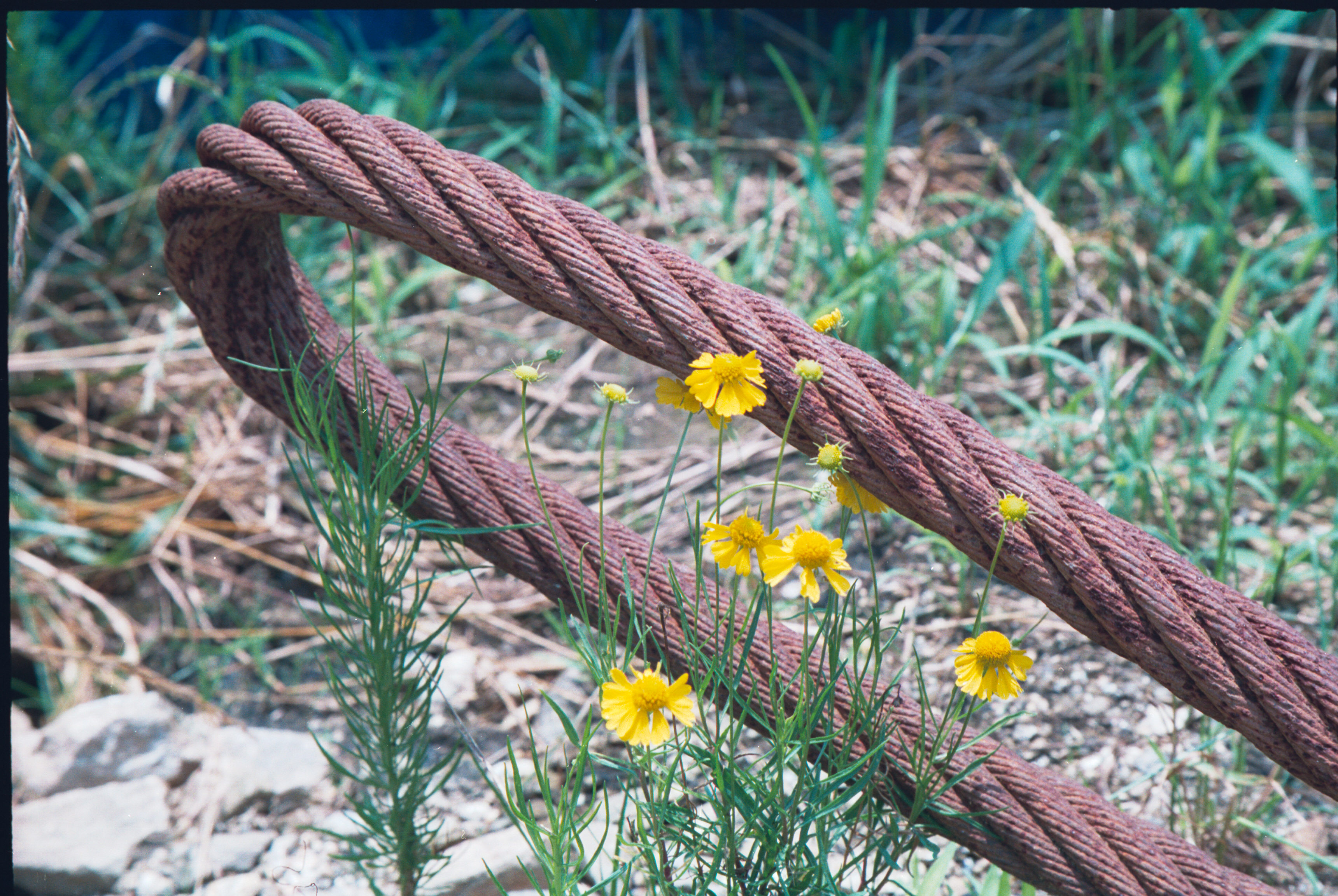 rusted cable and flower 1