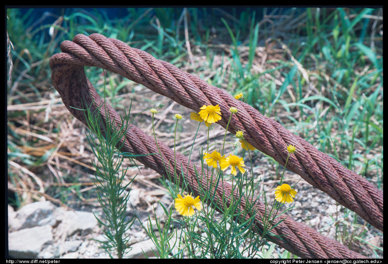 rusted cable and flower 1