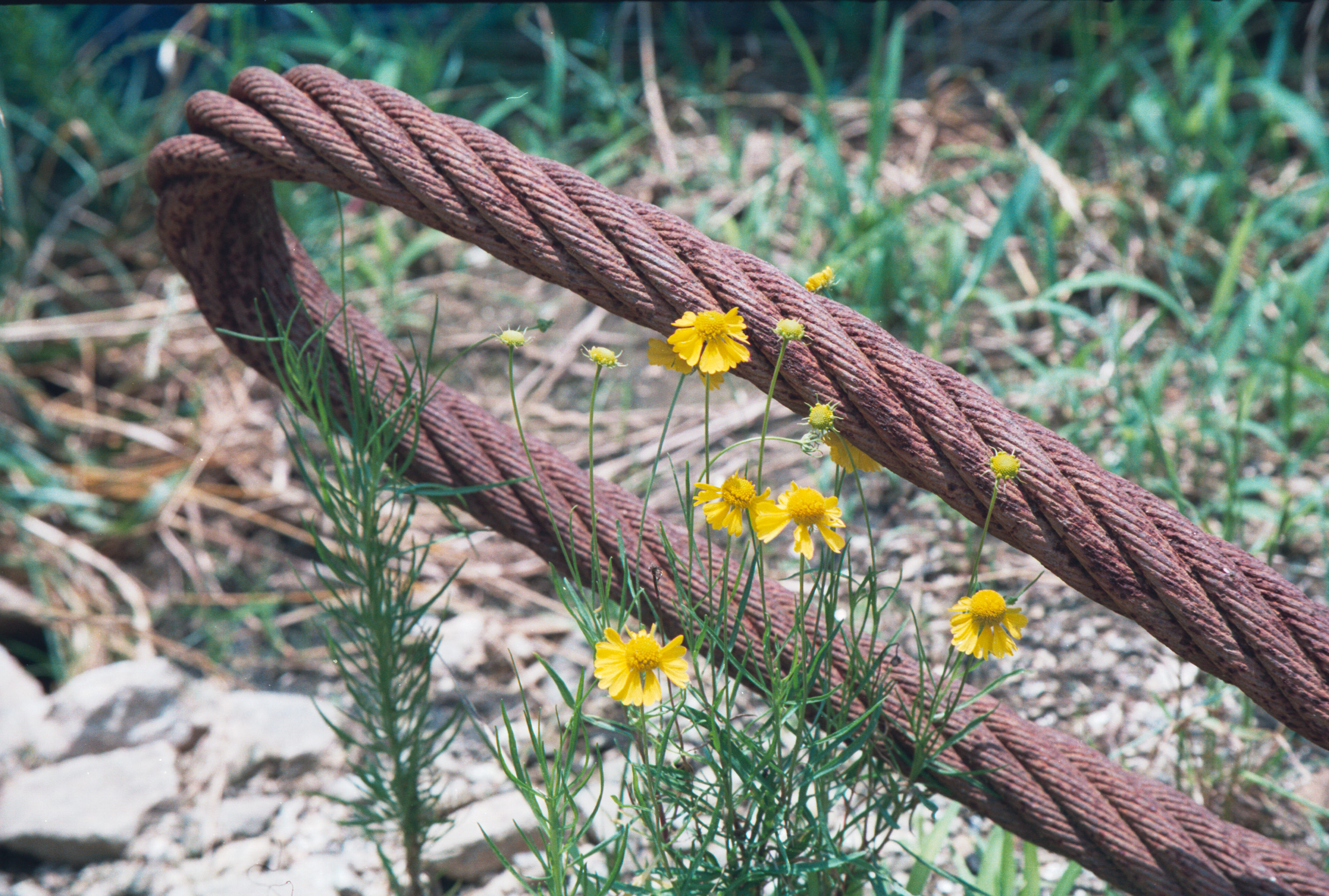 rusted cable and flower 2