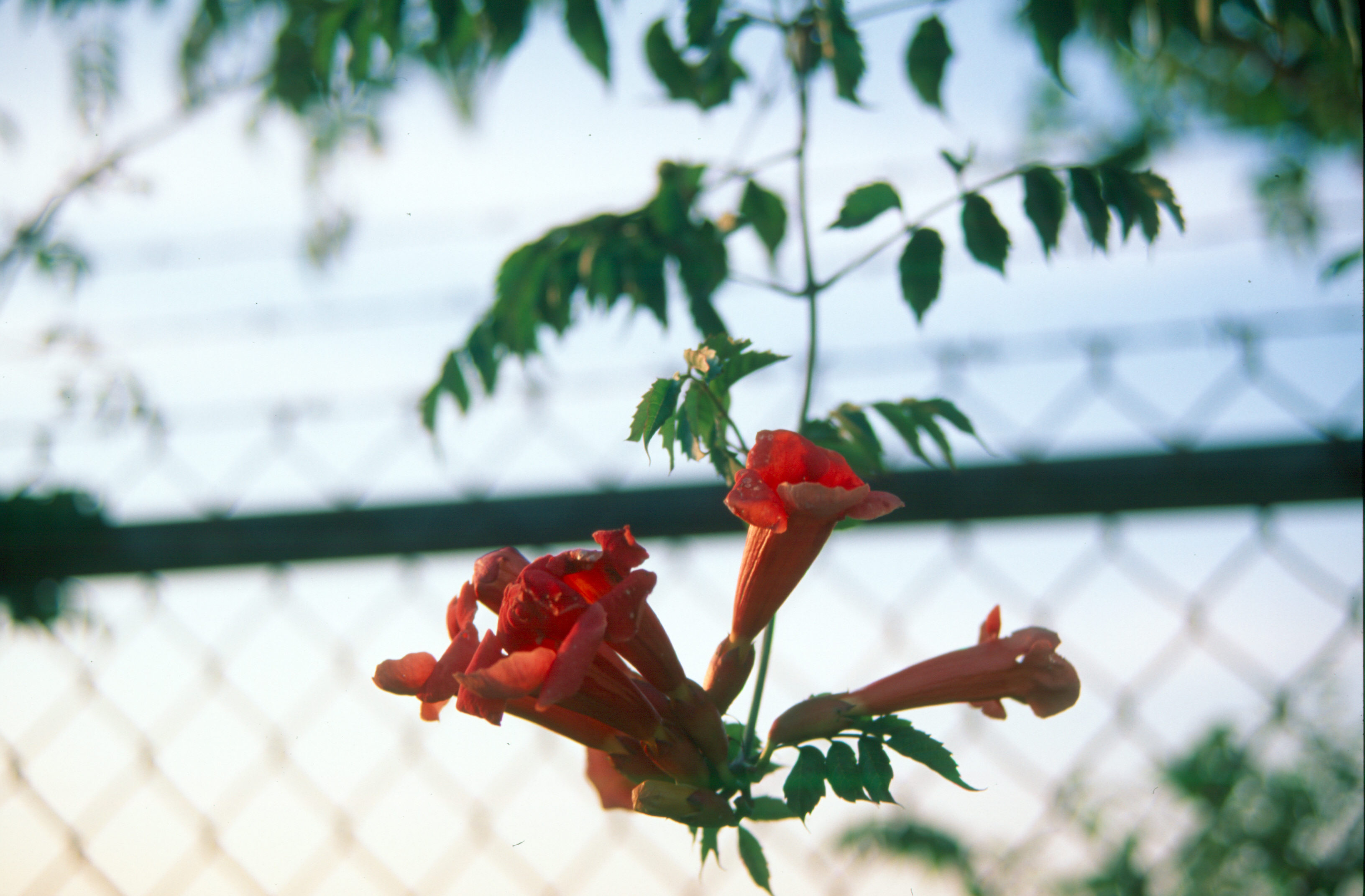 fence behind flower