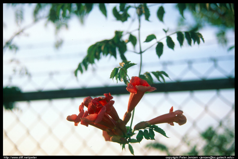 fence behind flower