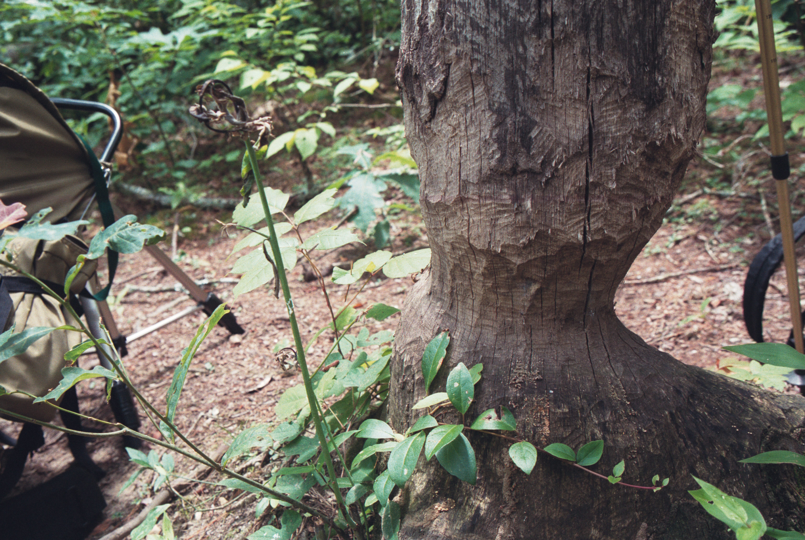 carved tree