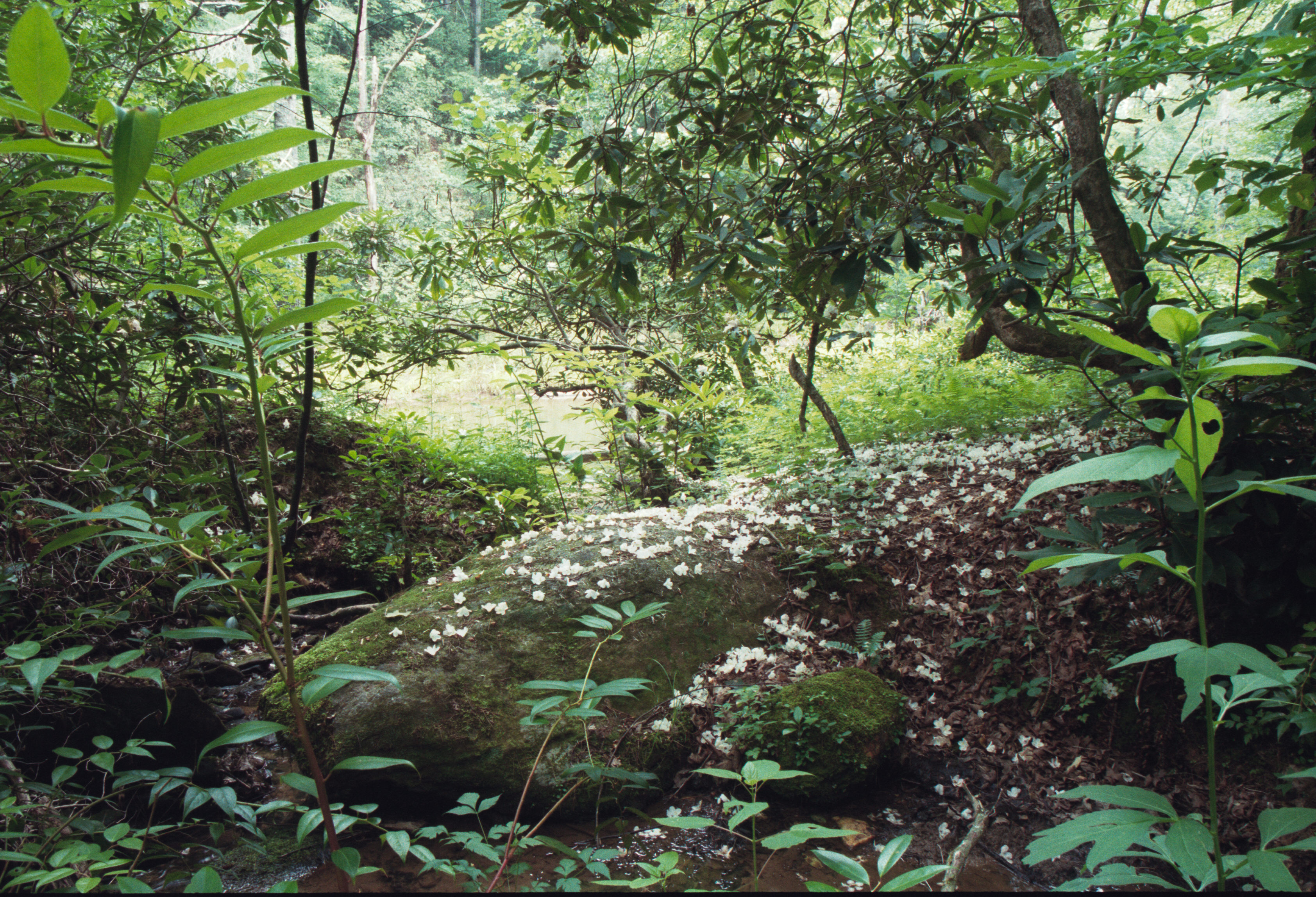 blooms on the ground