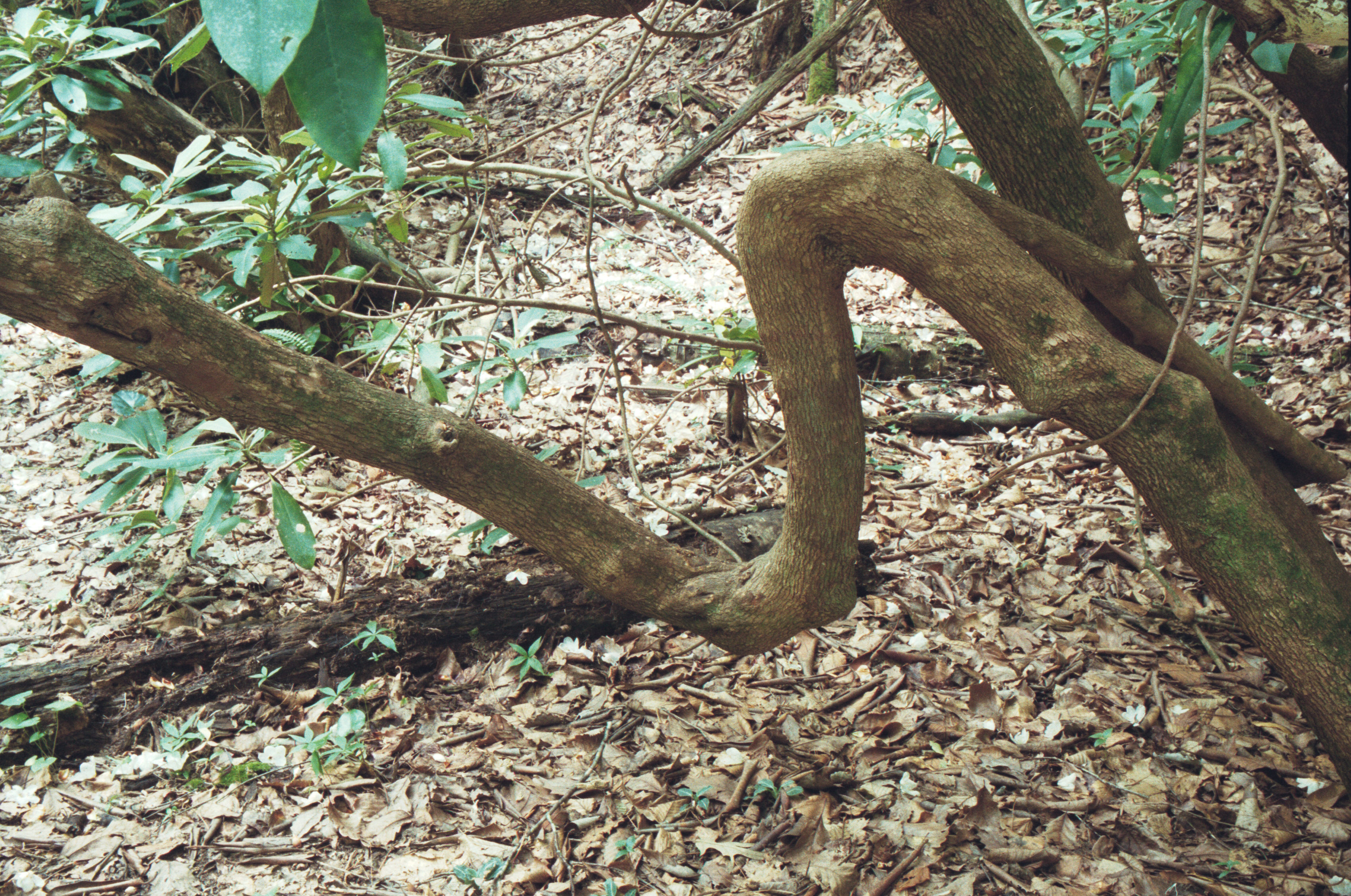 abnormal bend in tree