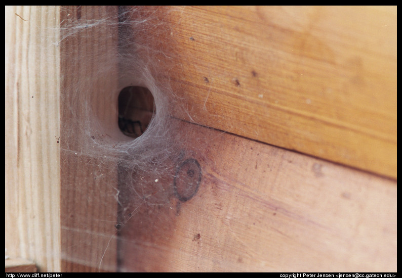 conical spiderweb