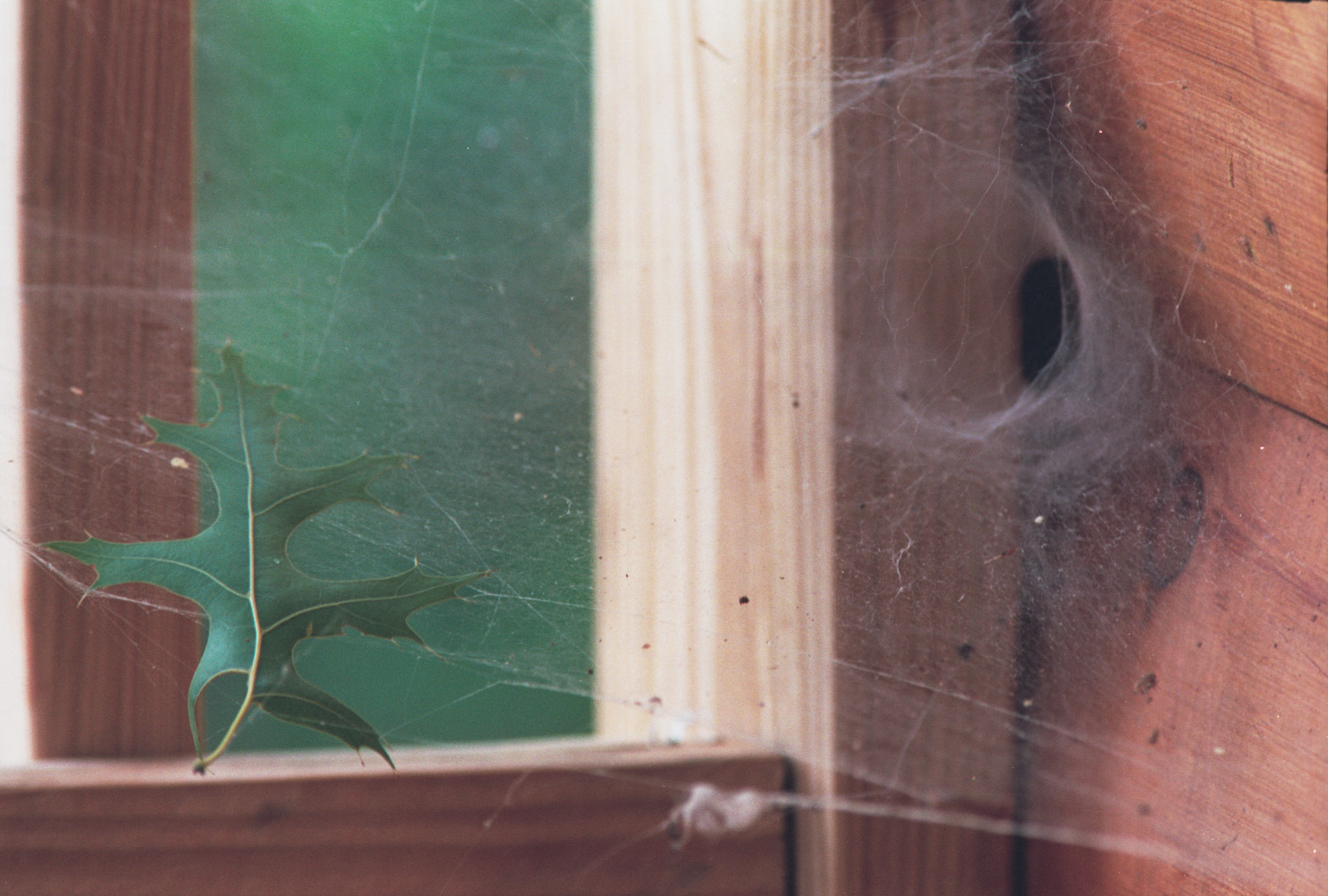 leaf in spiderweb