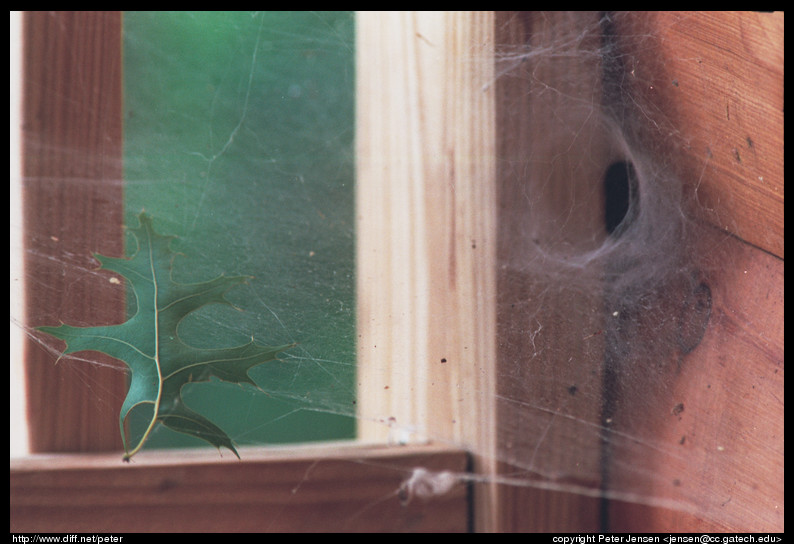 leaf in spiderweb