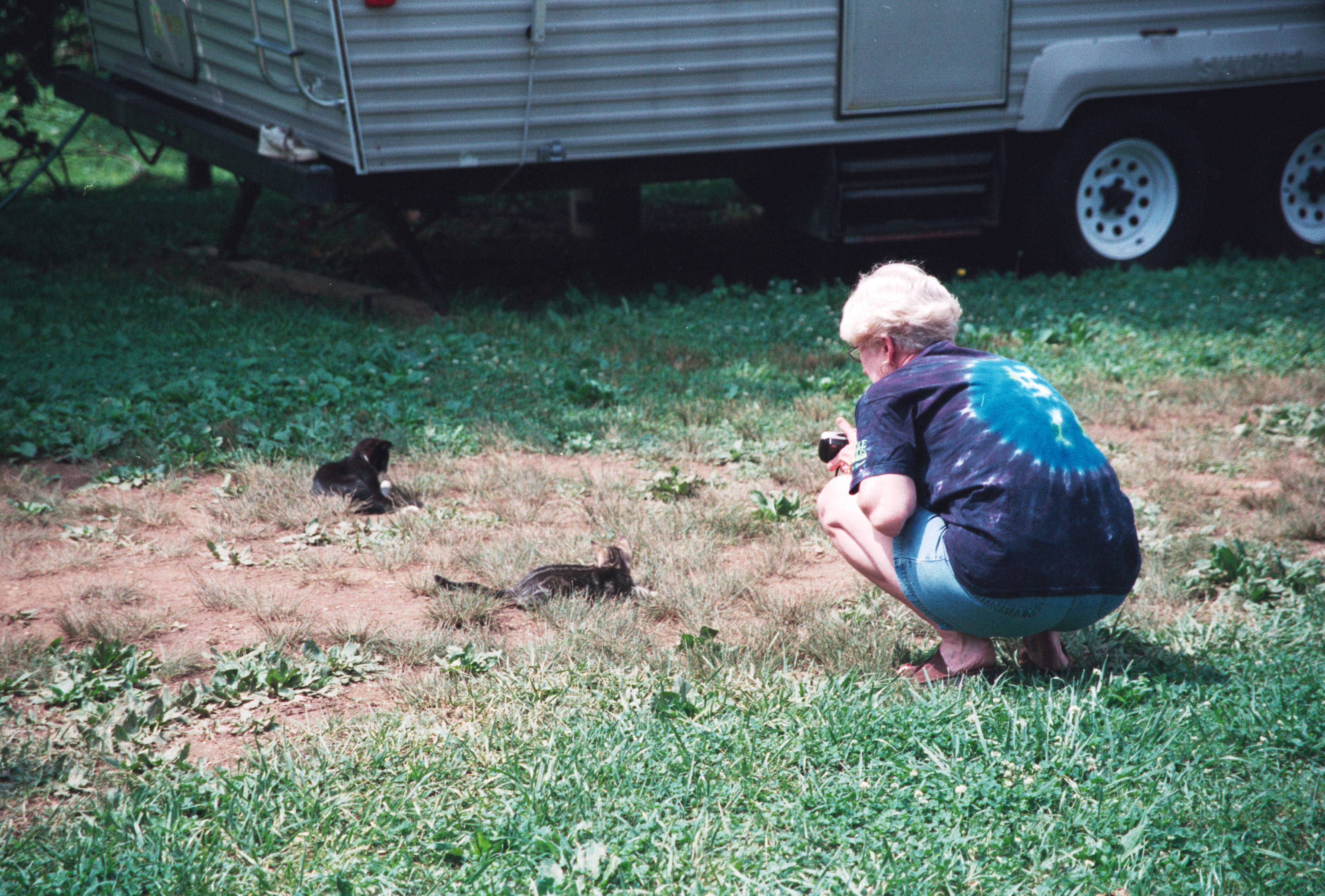 mom and kittens