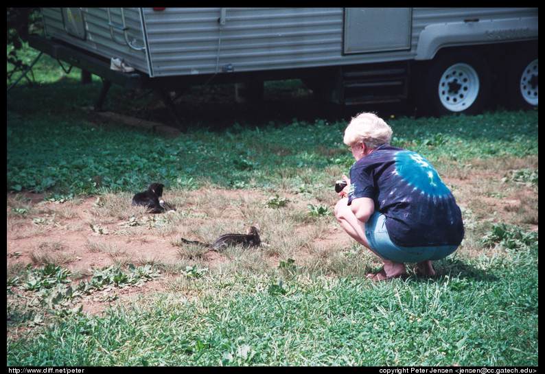 mom and kittens