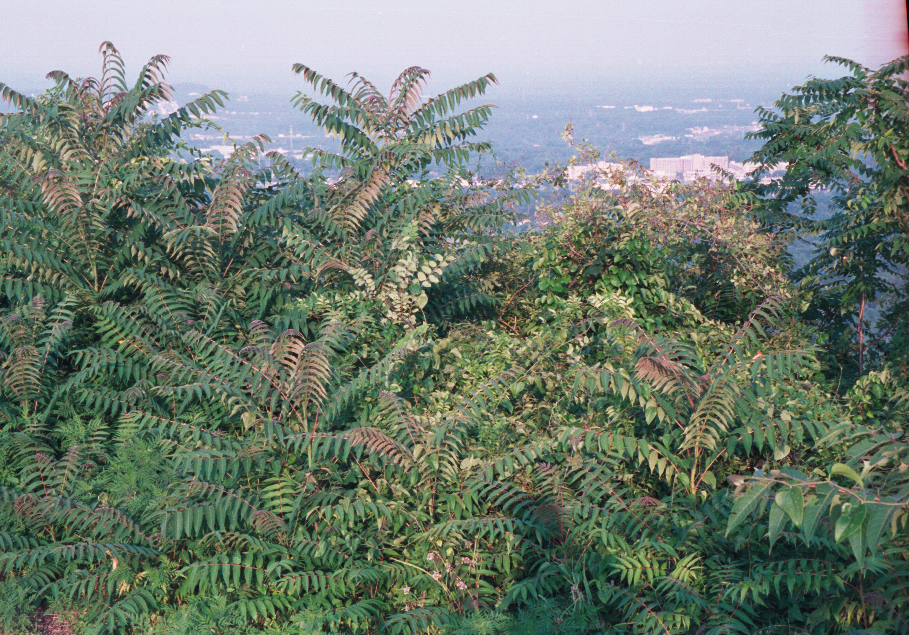 foliage