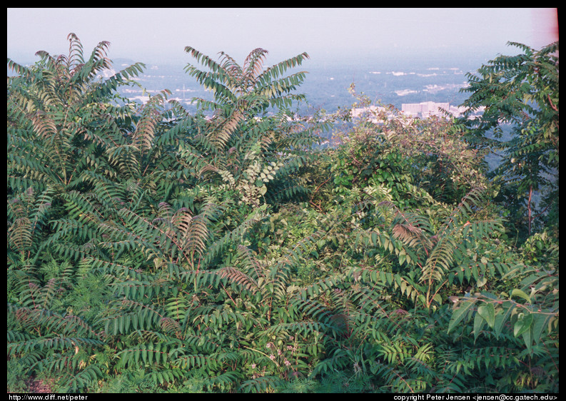 foliage