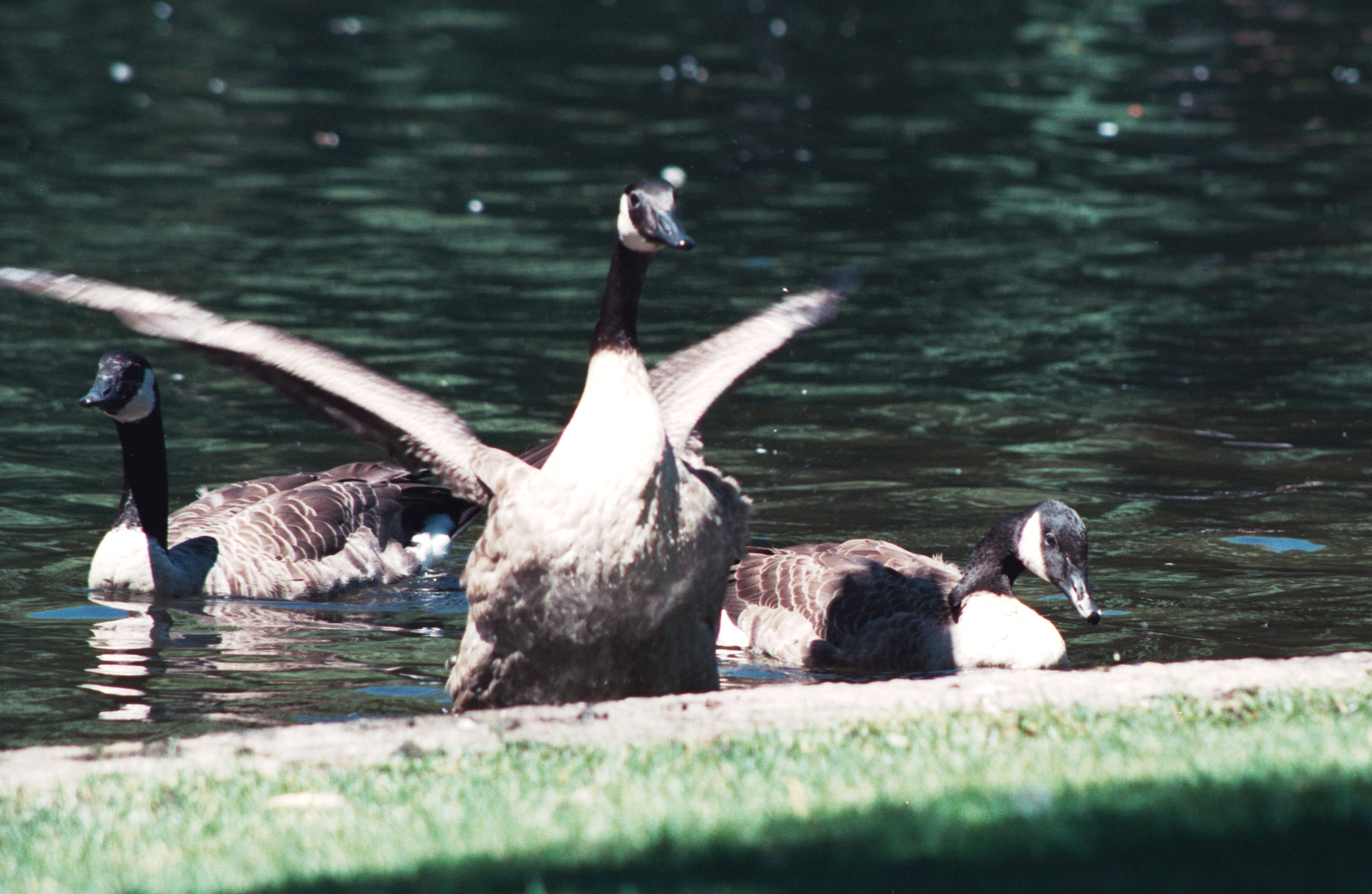 pond rats