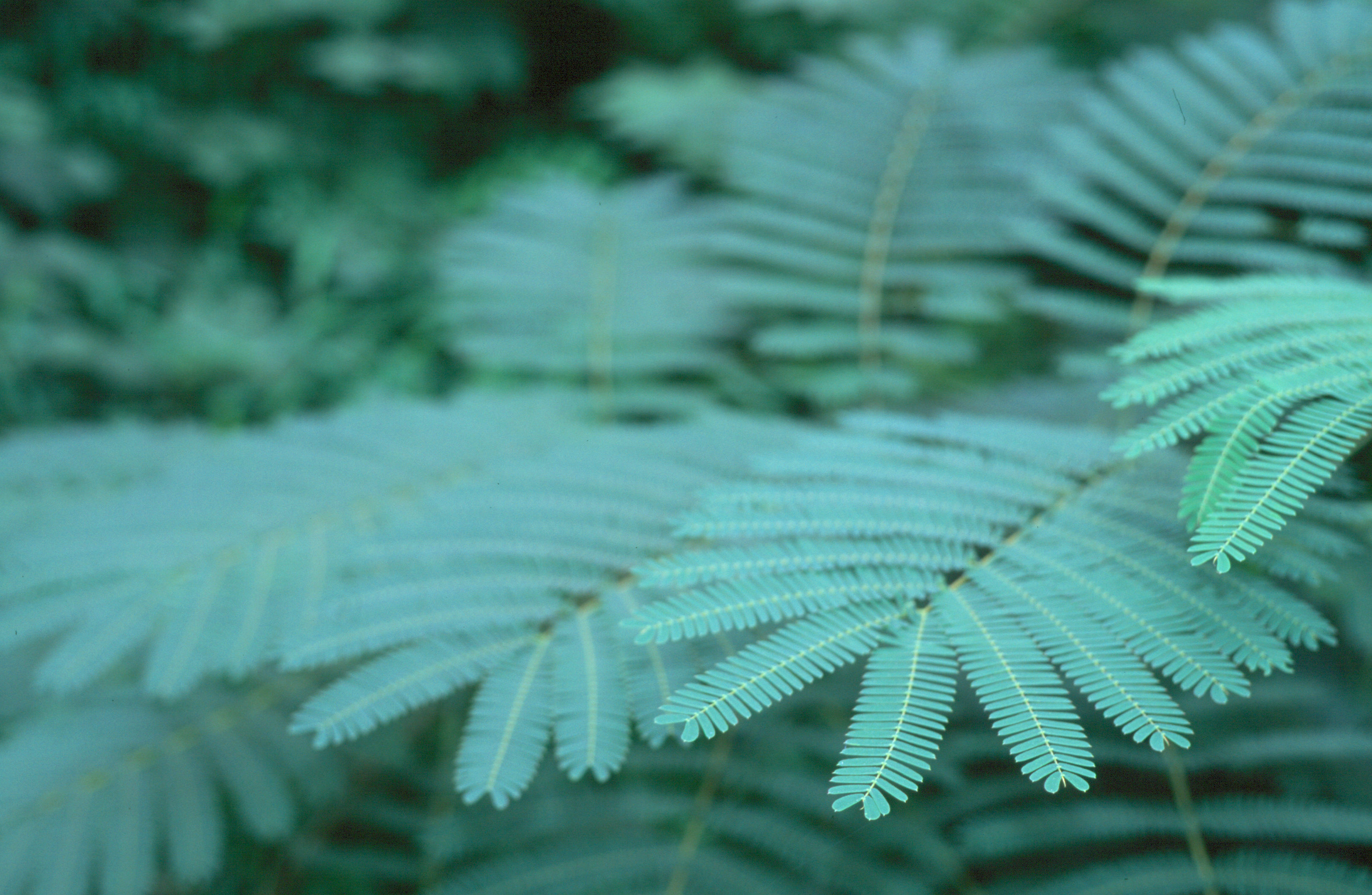 foliage at 1085 Tumlin