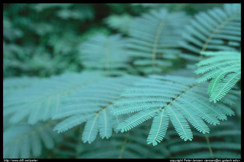 foliage at 1085 Tumlin