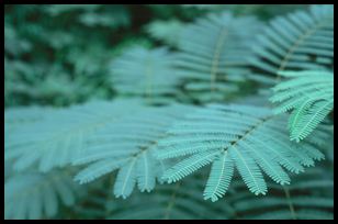 foliage at 1085 Tumlin