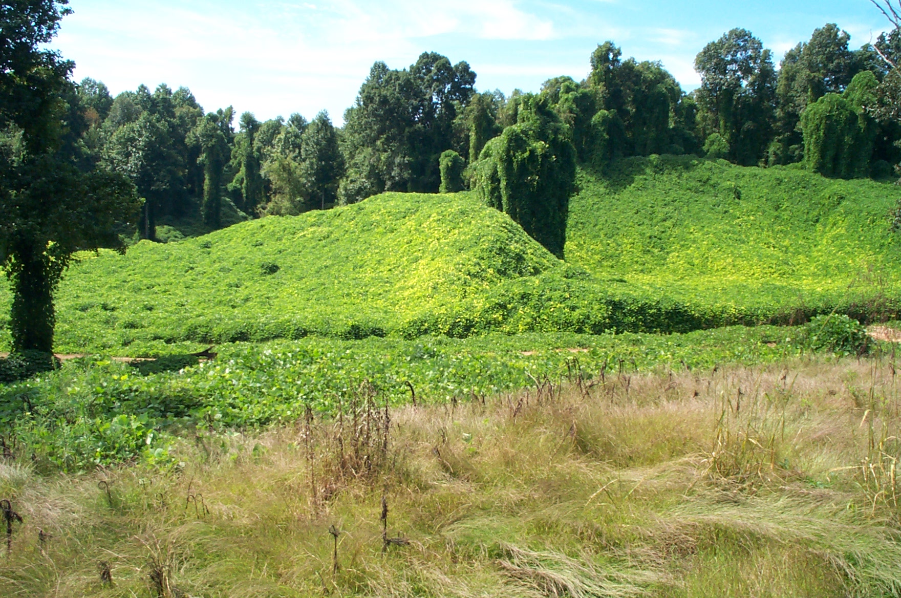 Kudzu Valley