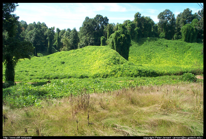 Kudzu Valley