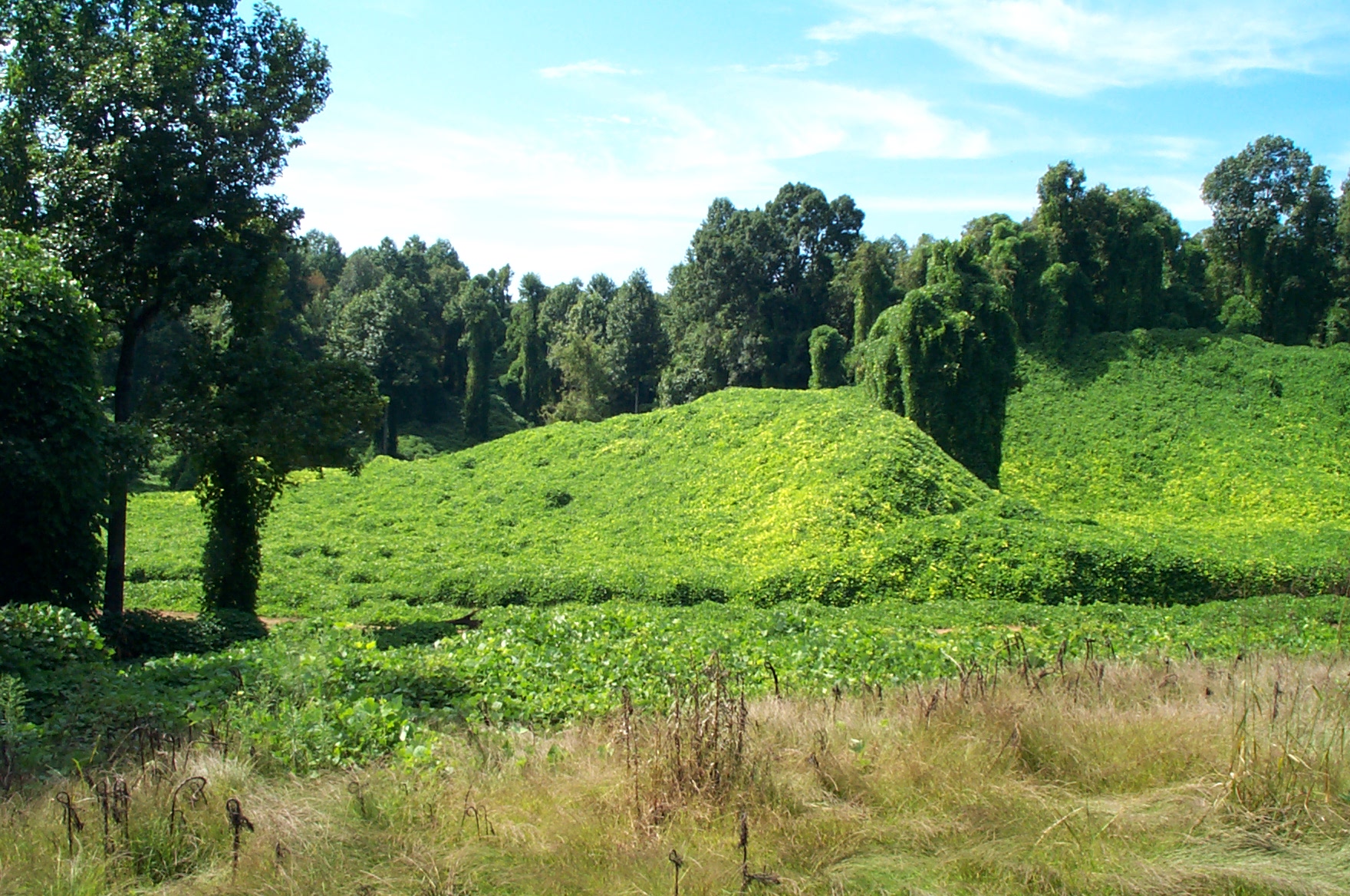 more kudzu