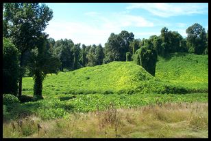 more kudzu