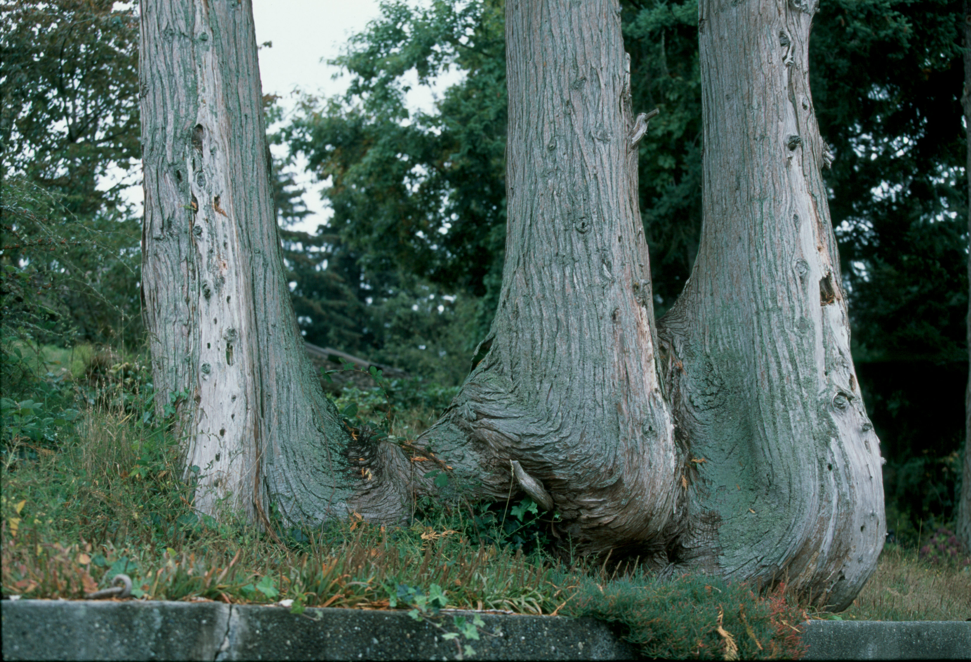 Charlie trees by water