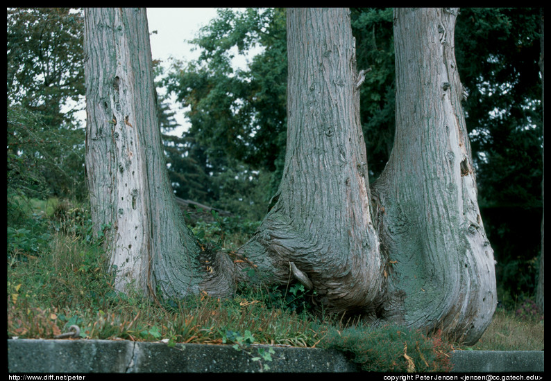 Charlie trees by water