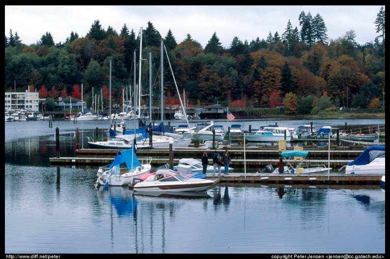 boats in marina