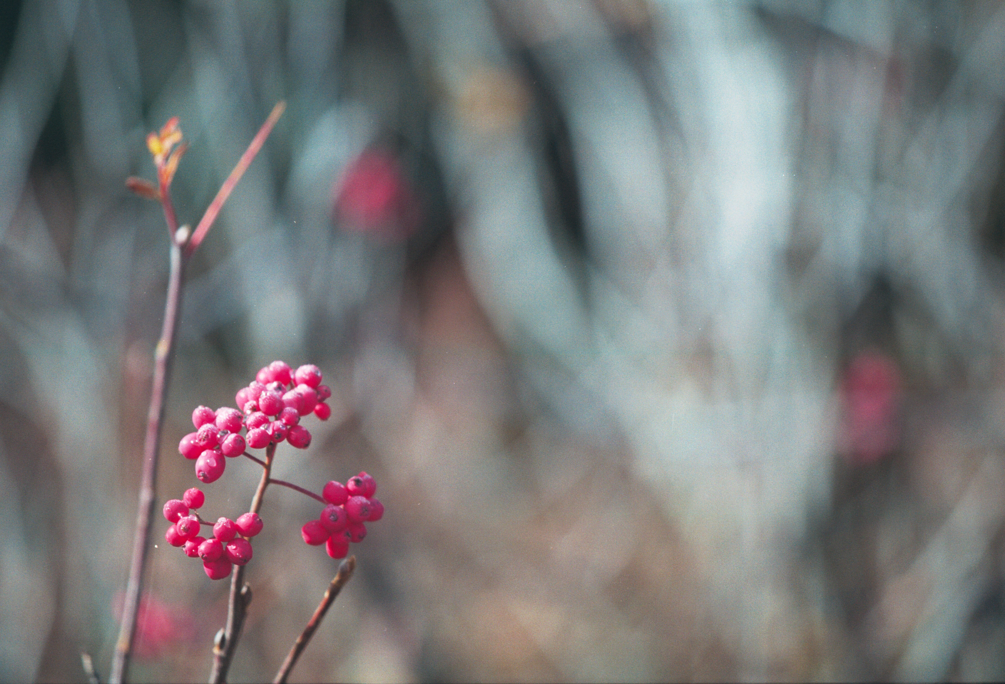 berries