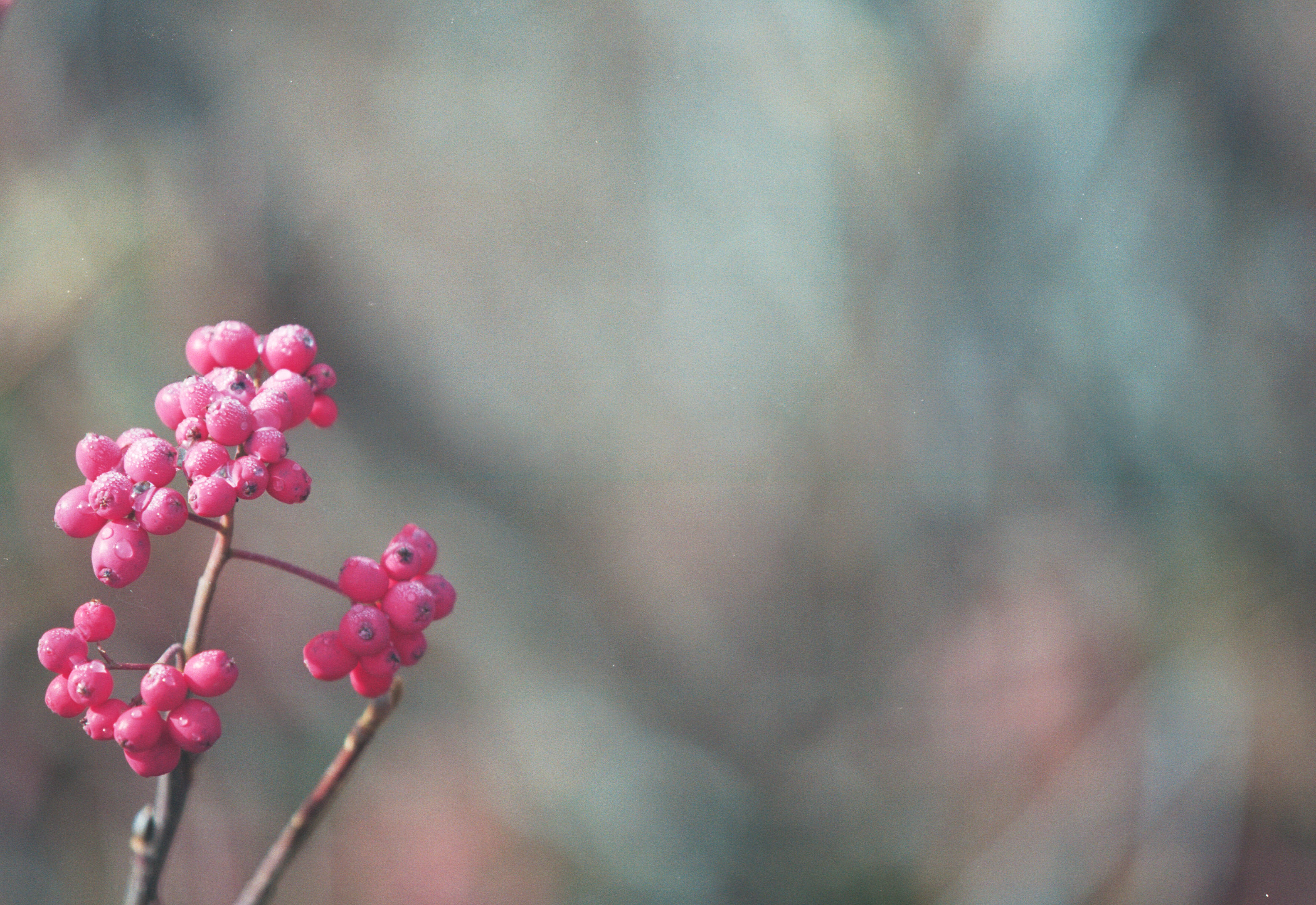 berries