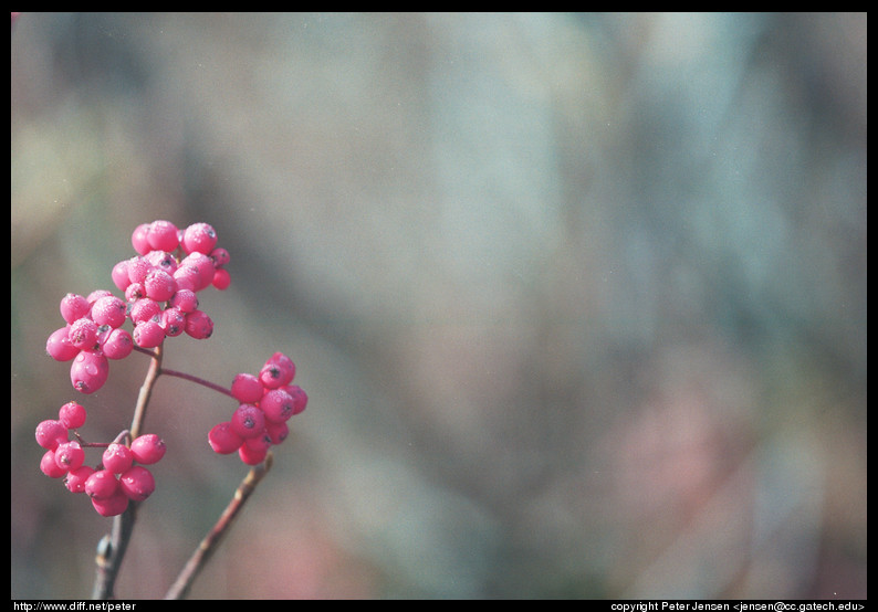 berries