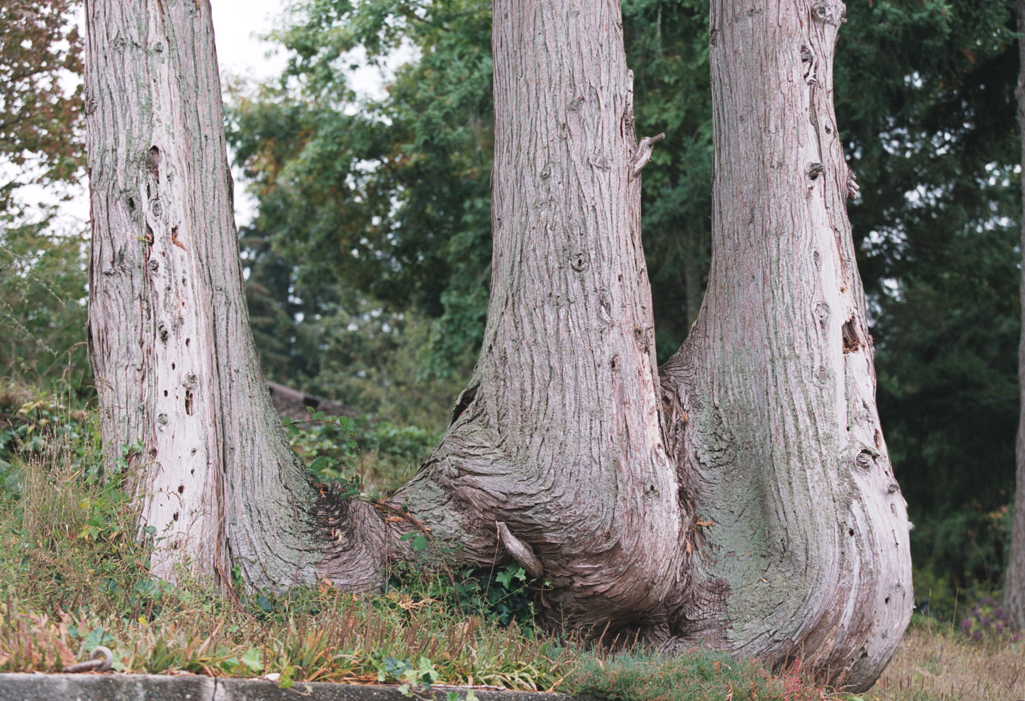 trees on bank