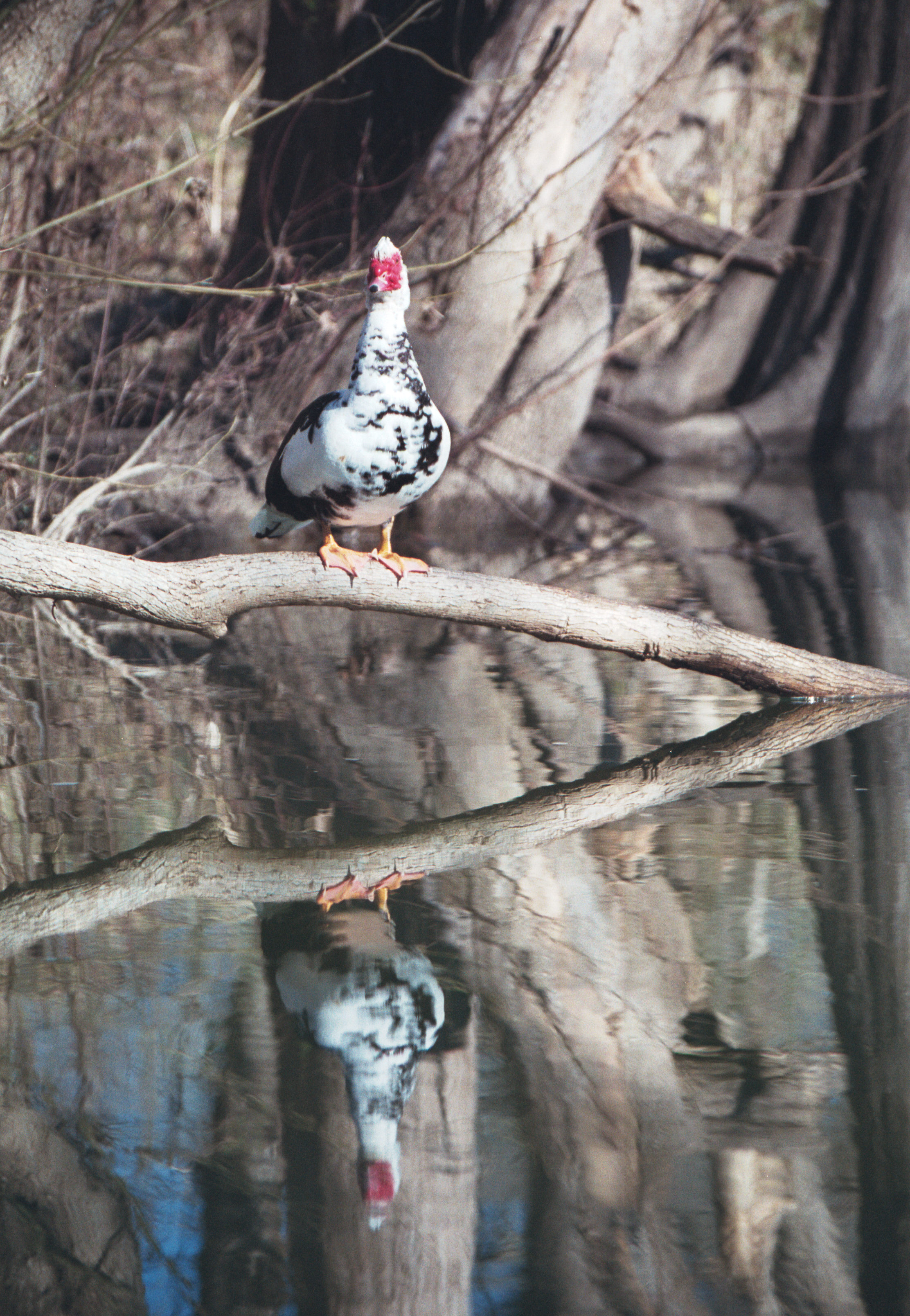 bird reflection