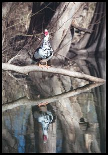 bird reflection