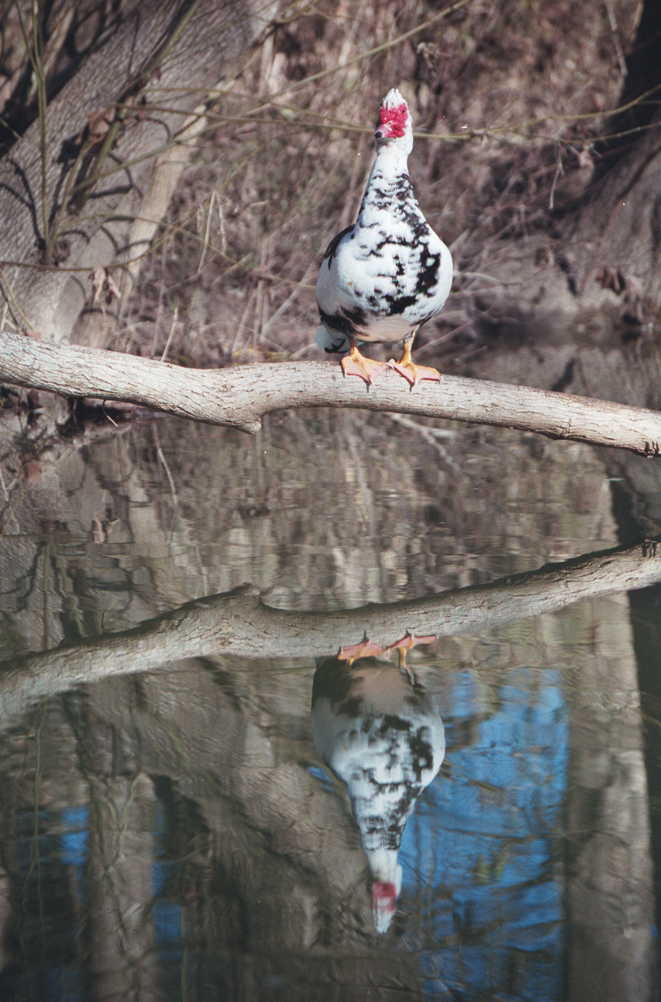 bird reflection